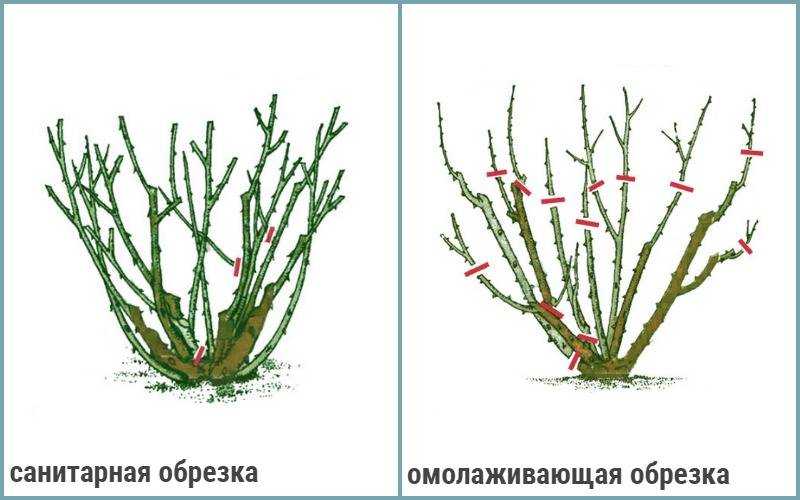 Размножение роз черенками или как укоренить розу из букета в домашних условиях: описание способов, фото и видео