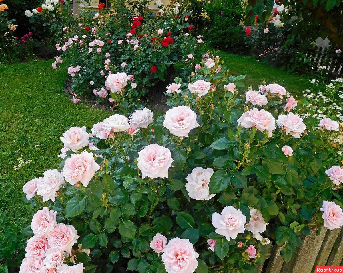 О розе prince jardinier: описание и характеристики сорта, уход и выращивание
