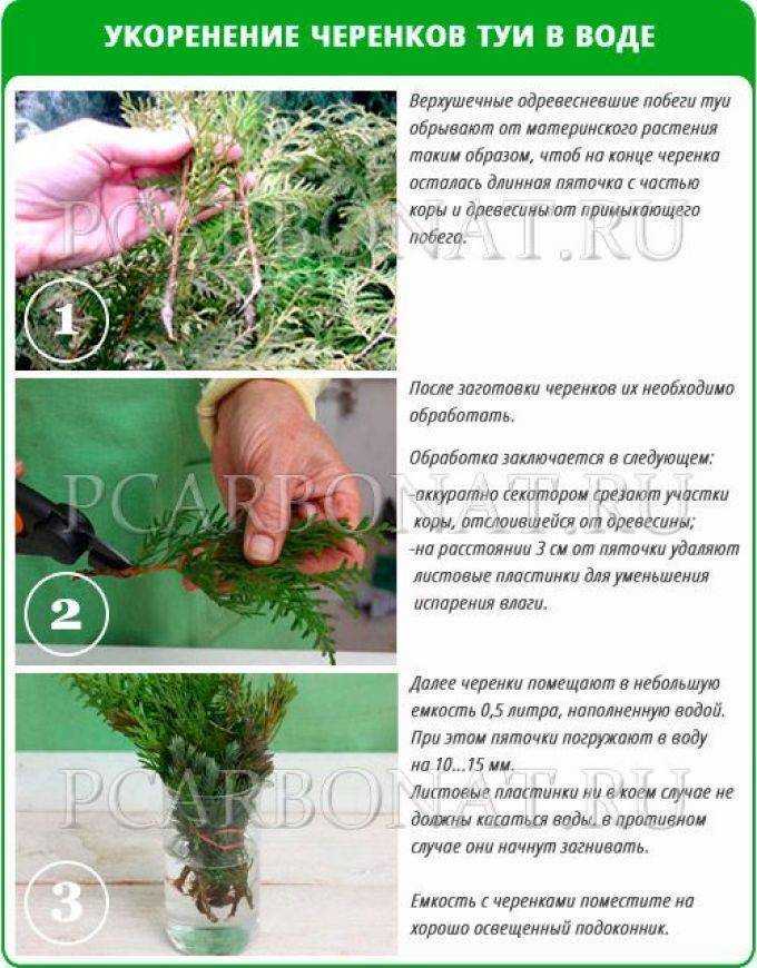 Как быстро размножить туи черенками летом