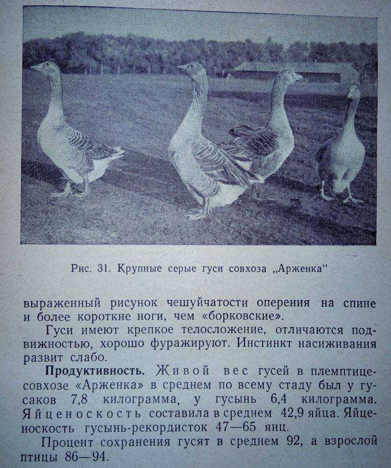 Породы домашних гусей: с фото, названиями и описанием