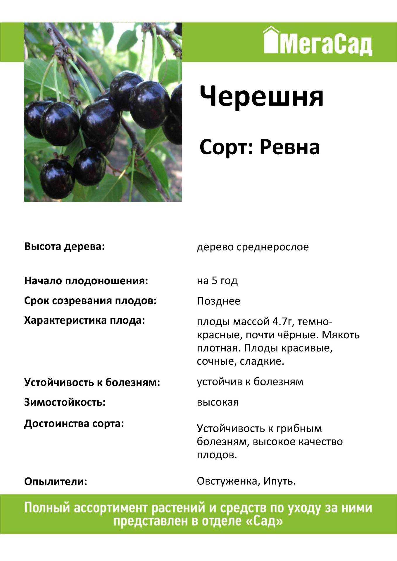 Черешня овстуженка: описание сорта, посадка и уход, опылители, высота дерева