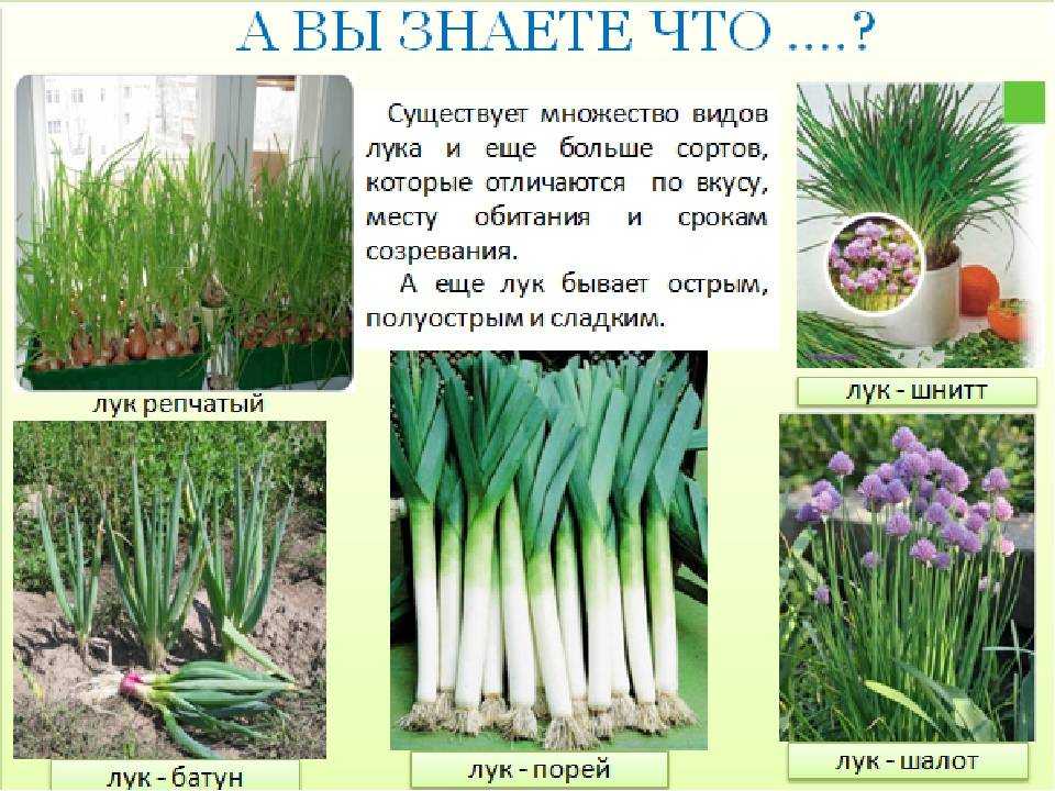 Лук на перо, на зелень лучшие сорта зеленого лука для подмосковья, урала, сибири, отзывы огородников с фото