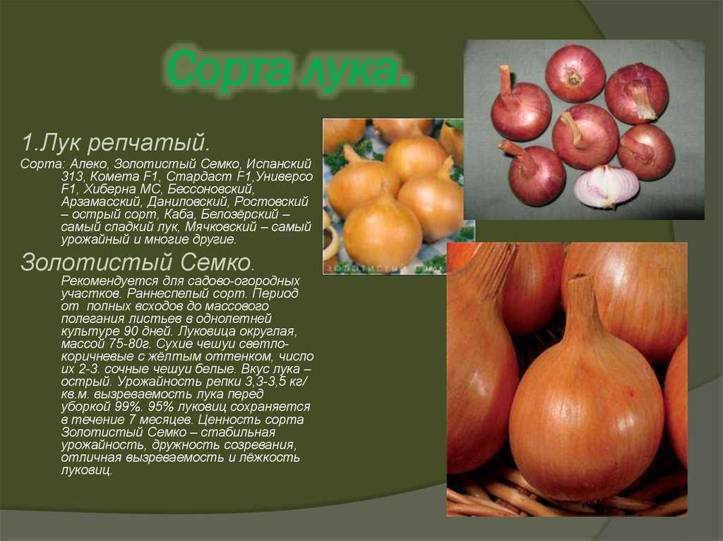 Лук ред барон | садоводство и огородничество