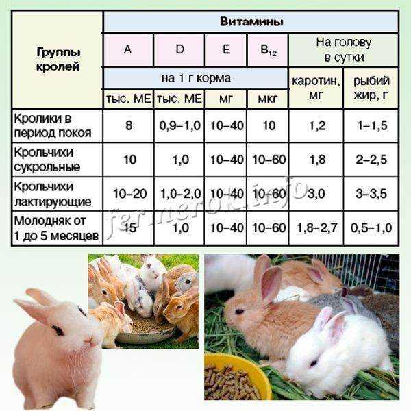 Чем правильно кормить крольчиху после окрола?