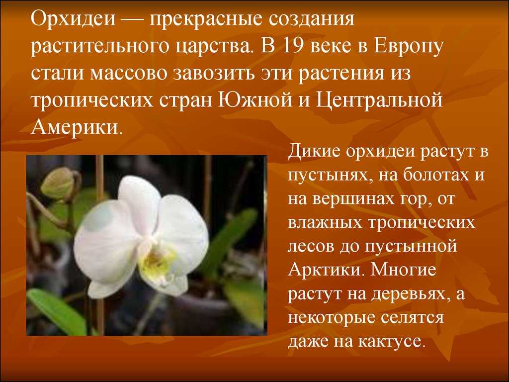 Описание розы “афродита” с отзывами, уходом и фото