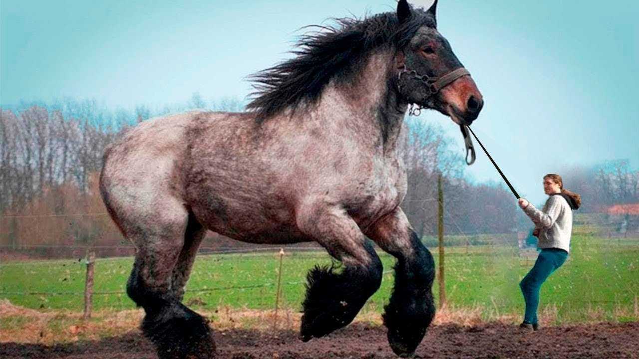 20 самых редких и красивых лошадей в мире