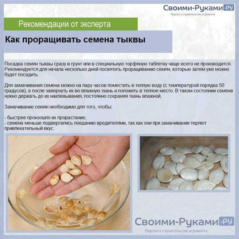 Как замочить семена кабачков перед посадкой