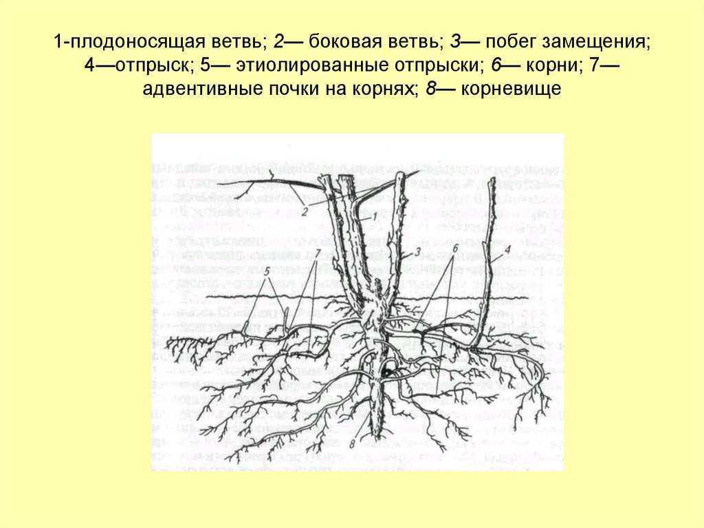 Малина: посадка и уход в открытом грунте, размножение черенками