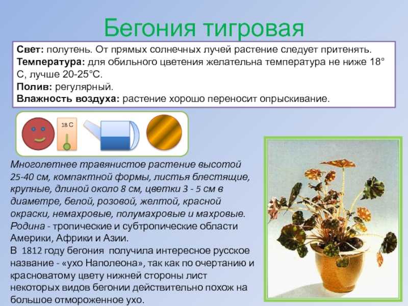 Виды и сорта декоративно-лиственных бегоний