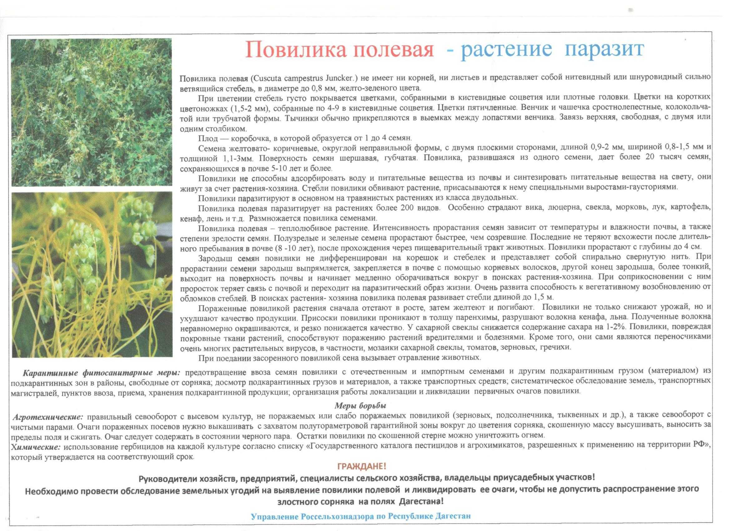 Записки астраханского натуралиста. повилика, растение-паразит