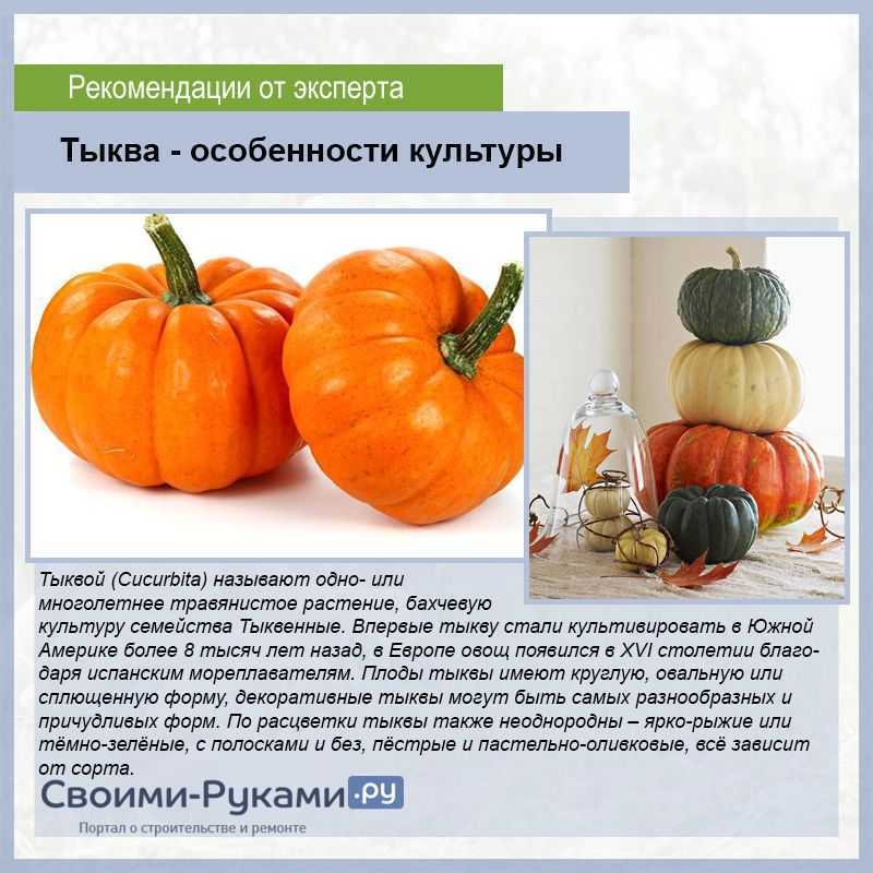 Мускатная тыквы: витаминная, жемчужина, описание сортов, фото