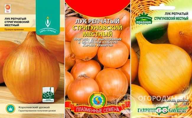 Все о сорте лука Стригуновский: посадка и уход, особенности выращивания