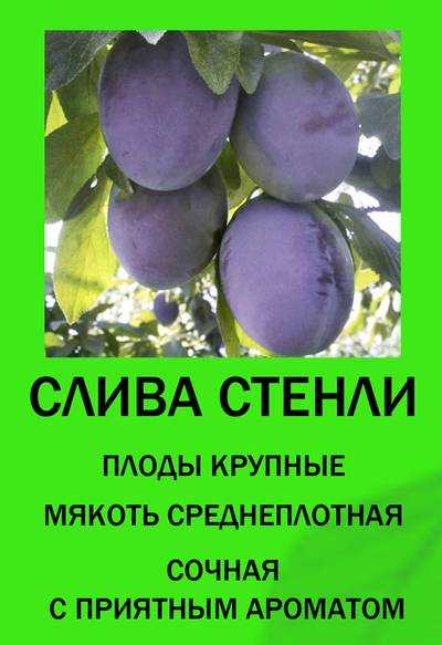 Слива стенлей в подмосковье отзывы - дачныйуголок