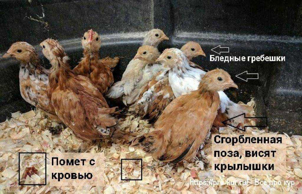 Кокцидиоз у бройлеров: симптомы и лечение, фото и видео