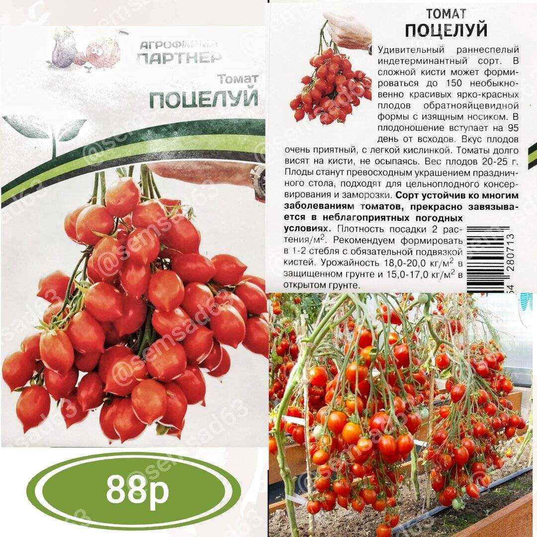 Томат «поцелуй герани» - описание, посадка, уход