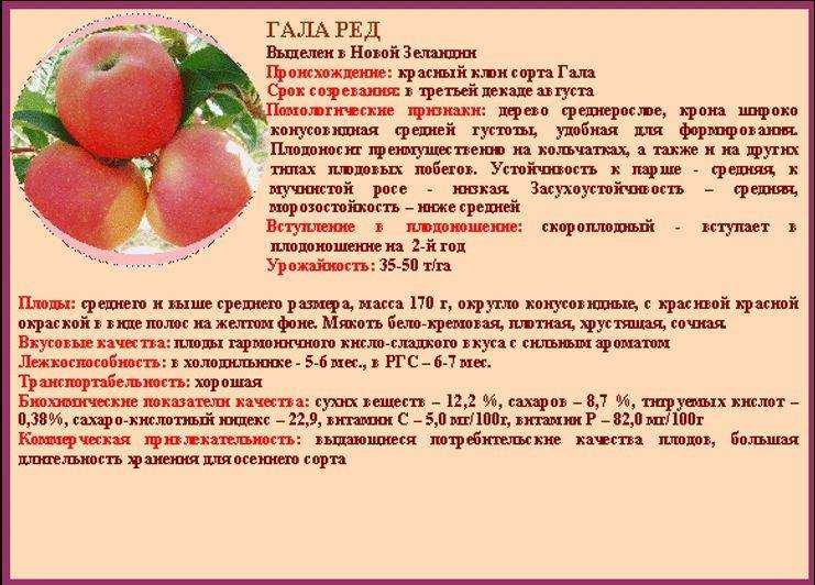 Яблоки гала: описание сорта, посадка и уход, 10 лучших разновидностей, сбор и хранение