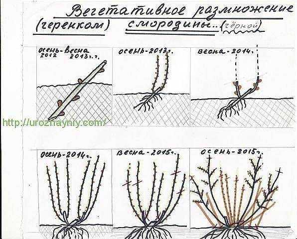 Сорта красной смородины: описание и характеристика 40 лучших видов