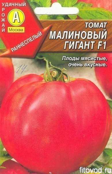 Томат «малиновый гигант»: описание, характеристика, урожайность, видеообзор томата, уход, отзывы