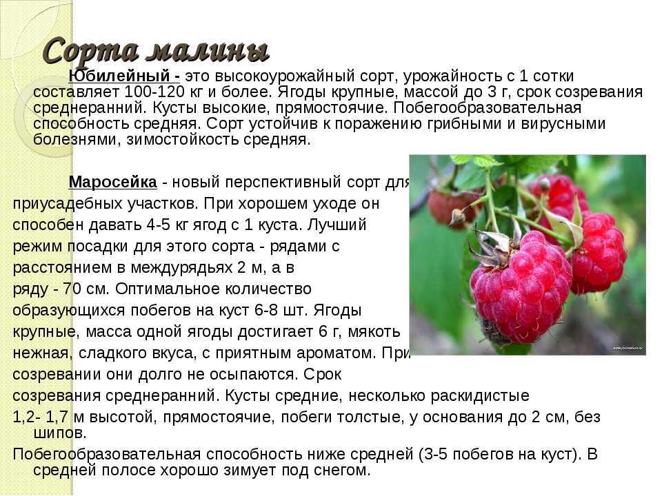Малина желтый гигант: описание сорта с характеристикой и отзывами, особенности посадки и выращивания и ухода, фото