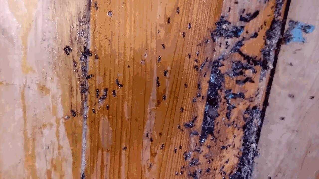 Выводим муравьев из бани народными и другими средствами