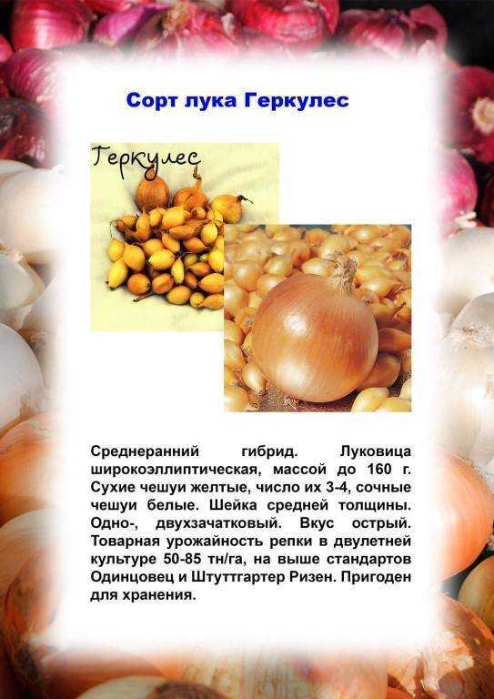 Все о сорте лука Геркулес: посадка и уход, особенности выращивания, урожайность