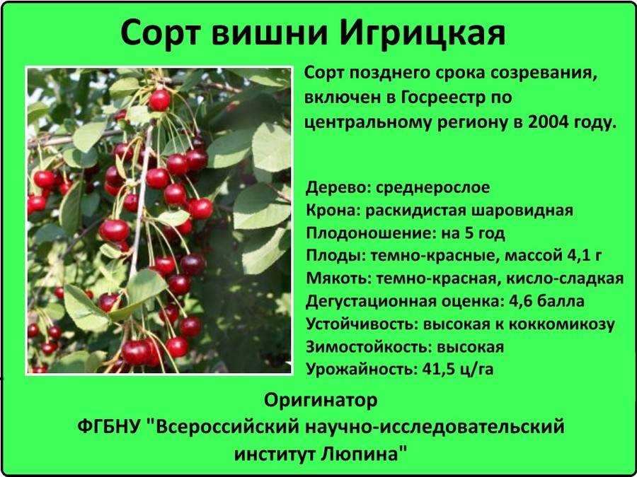Вишня быстринка: описание и характеристики сорта, история, правила посадки и ухода
