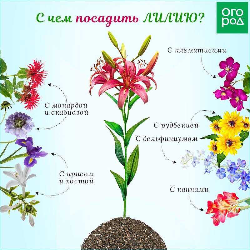 Особенности посадки лилий - сад 6 соток