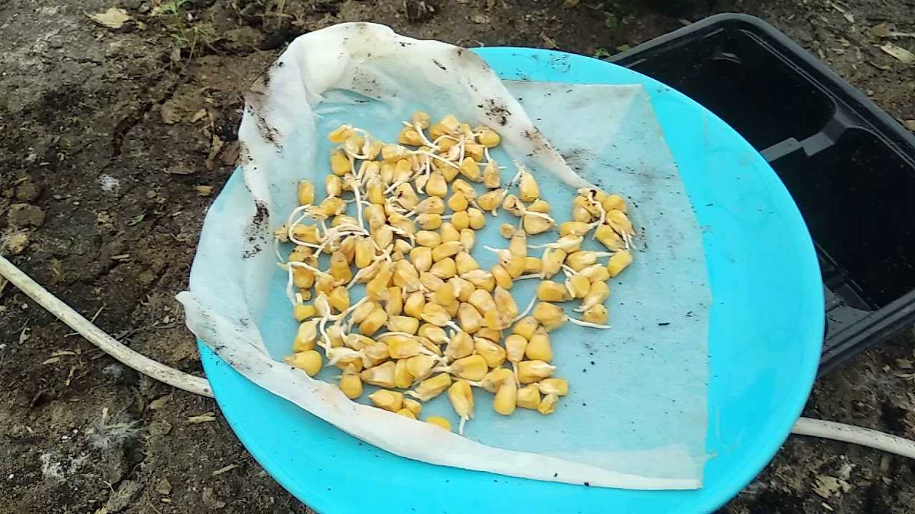 Кукуруза: выращивание на огороде