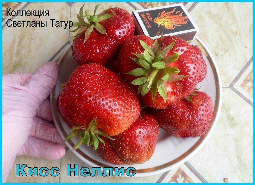 ✅ о сорте клубники кисс неллис: описание, агротехника выращивания, как ухаживать