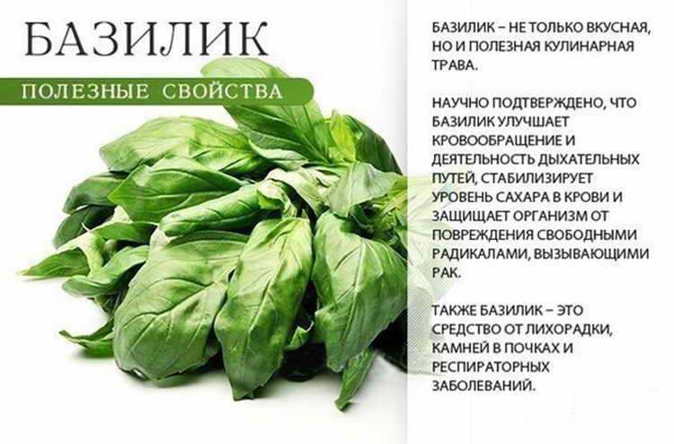 Черемша: посадка, полезные свойства