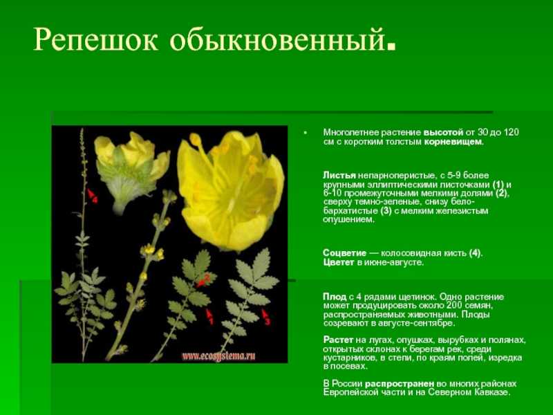 Репешок: виды, свойства, применение, противопоказания, рецепты