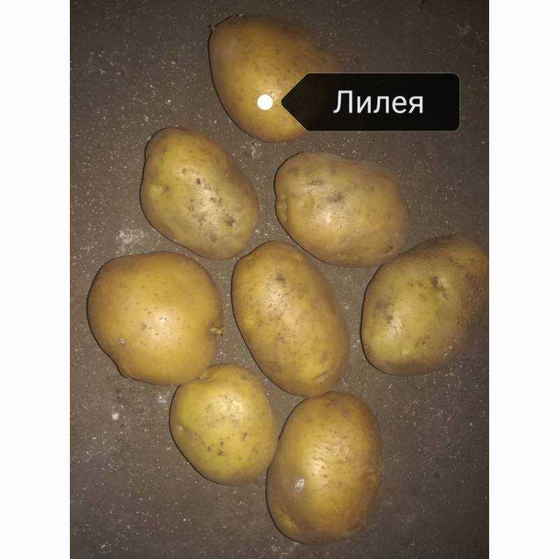 Картофель Лилли: описание семенного сорта картофеля, характеристики, агротехника