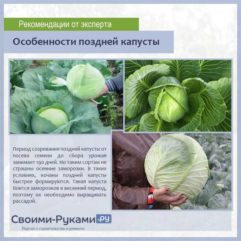 Сорта, выращивание, уход и хранение поздней капусты