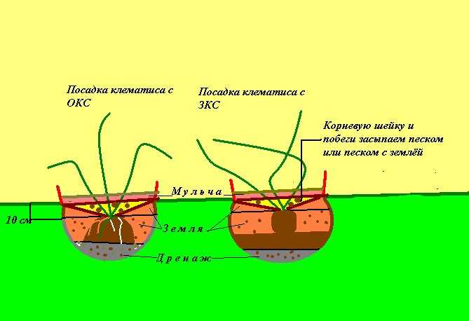 Гербера садовая: главные секреты выращивания