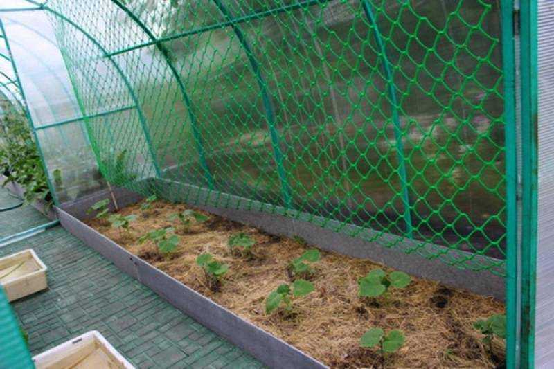 🥒 шпалера для огурцов: виды, варианты монтажа, способы подвязки