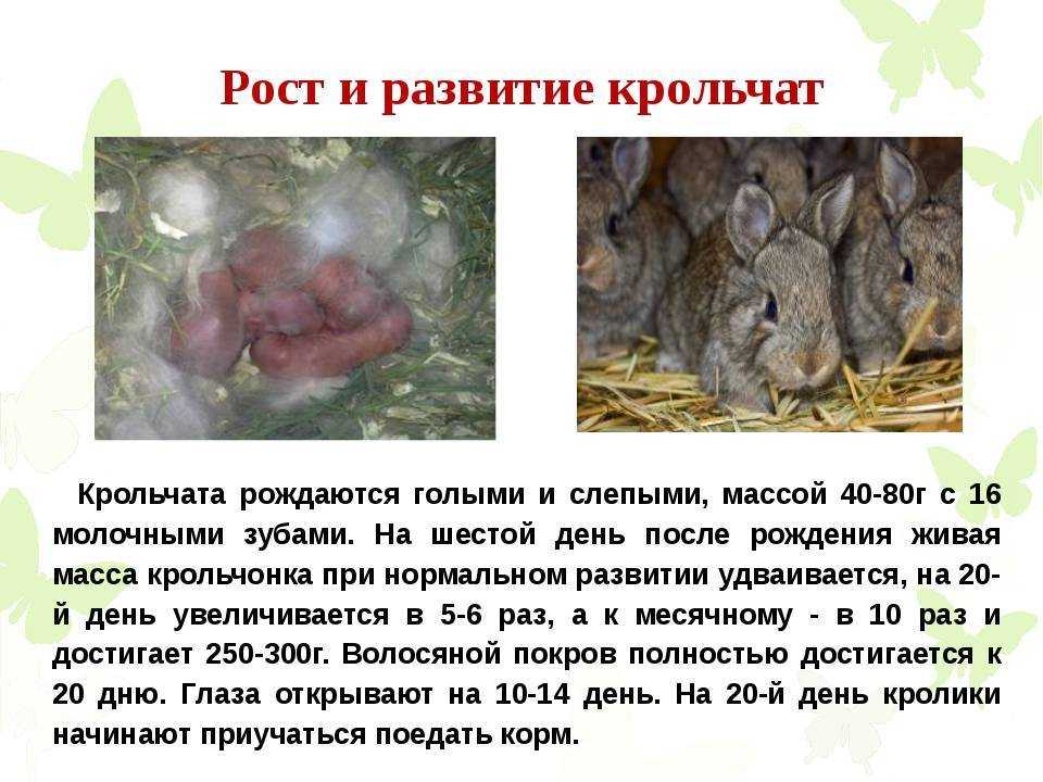 Правила и особенности размножения кроликов