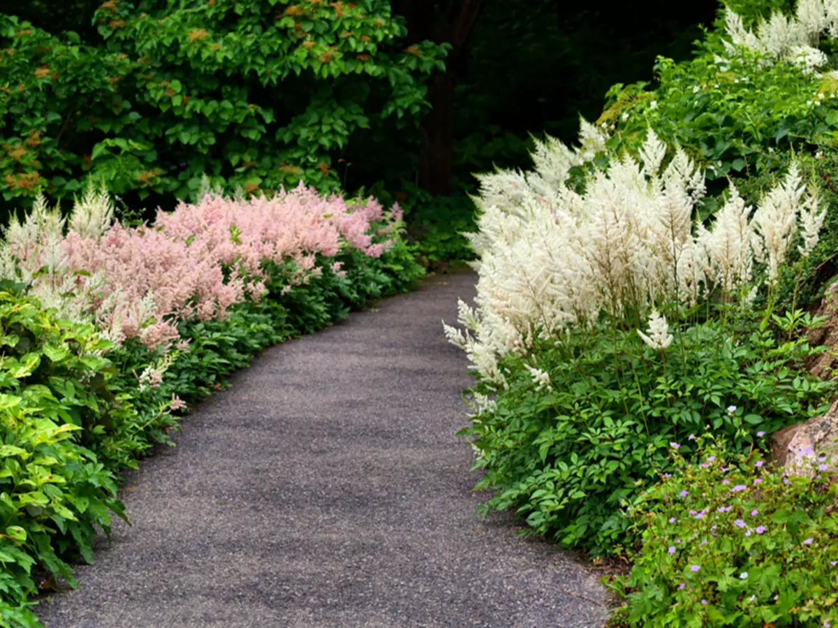 Замечательная астильба: выращивание и уход