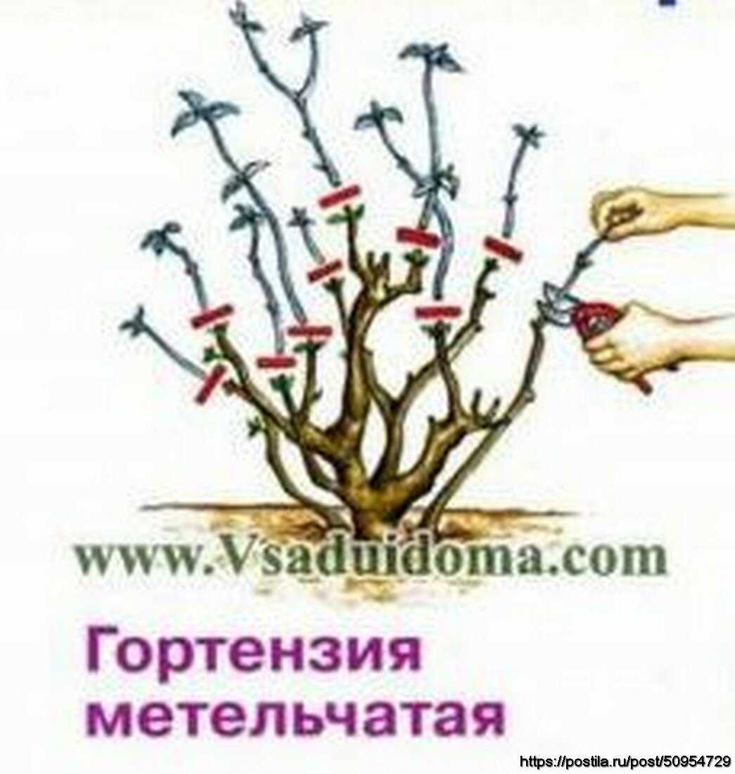 Как правильно обрезать гортензию метельчатую весной