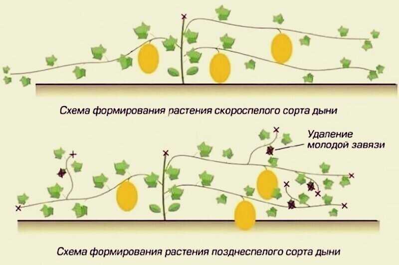 Как вырастить дыни в средней полосе и какие сорта выбрать