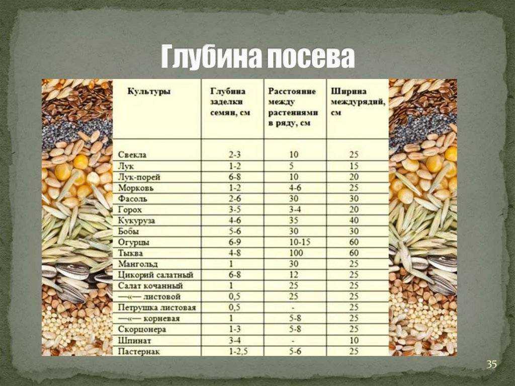 Высадка рассады помидор в открытый грунт: когда и как правильно сажать