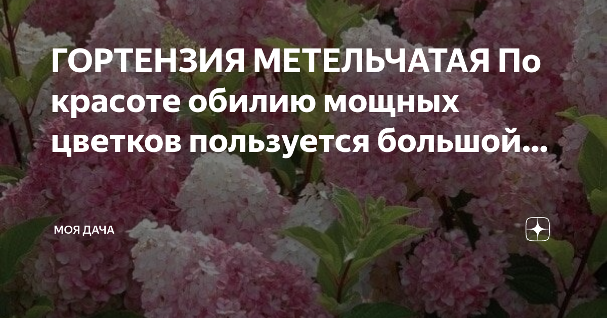Что делать, если гортензия отказывается цвести?