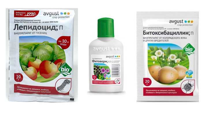 Плодожорка на яблоне: методы борьбы, когда и чем опрыскивать деревья