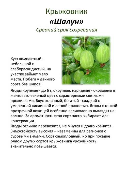 Уход за крыжовником: обрезка, подкормка, обработка