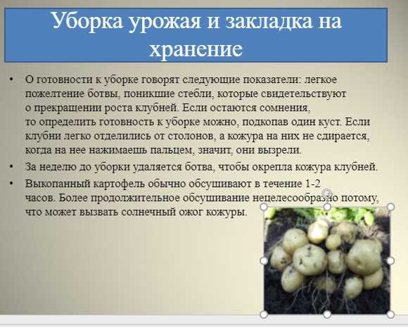 Яблоня краснолистная: описание и особенности ухода за сортом