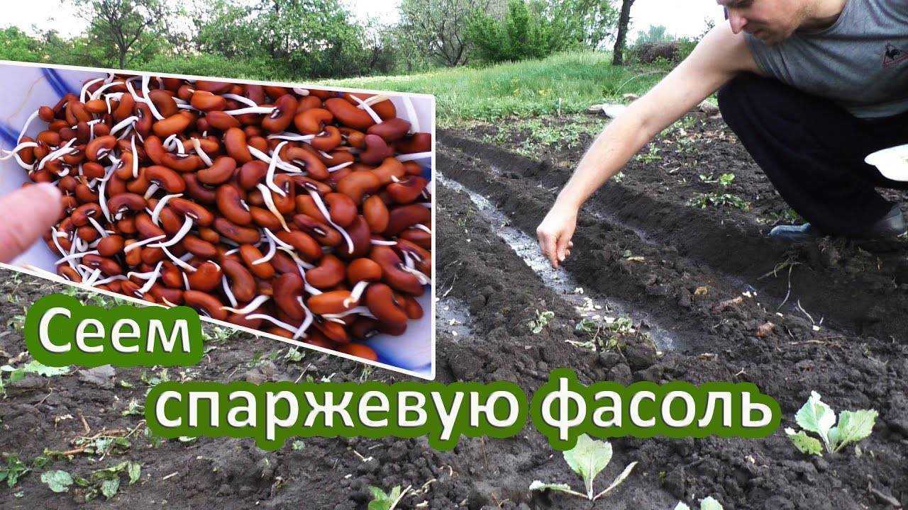Посадка фасоли: когда и как правильно сажать в открытый грунт