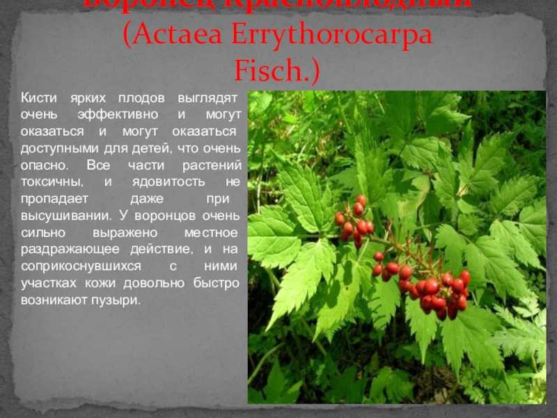 ✅ тонколистный пион: описание, где растет воронец - сад62.рф