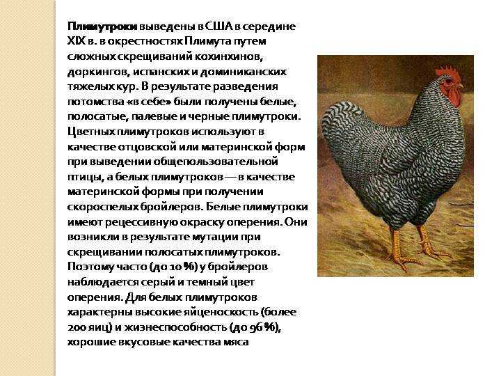Плимутрок: описание породы и её характеристики, фото кур и петухов, особенности содержания и выращивания, варианты окраса