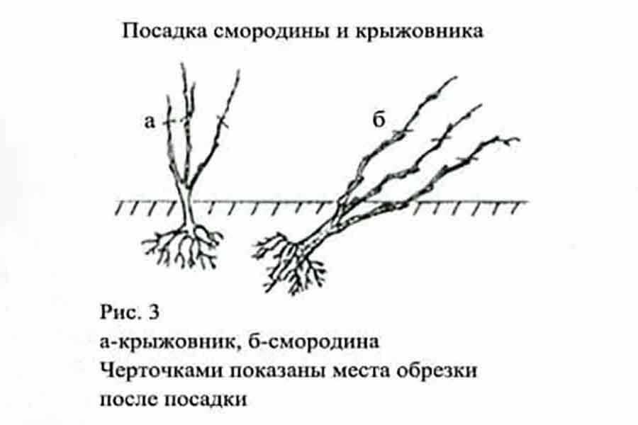 Дельфиниум посадка и уход в открытом грунте, сорта многолетнего и однолетнего с фото