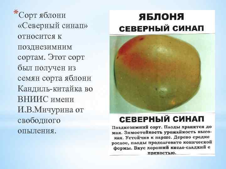 Яблоня кандиль орловский: отзывы, посадка, описание сорта, фото