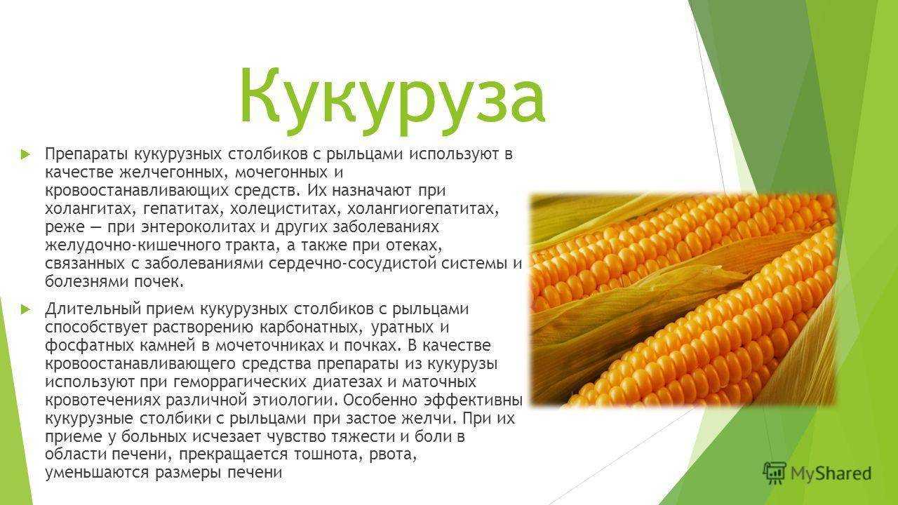 Кукуруза – описание, виды, сорта, выращивание, болезни, фото